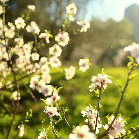 Szálloda Koop' / Eski Datça