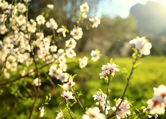 Ξενοδοχείο Koop' / Eski Datca